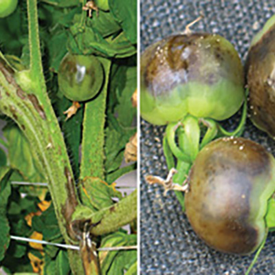 New disease reported in hoophouse tomatoes 